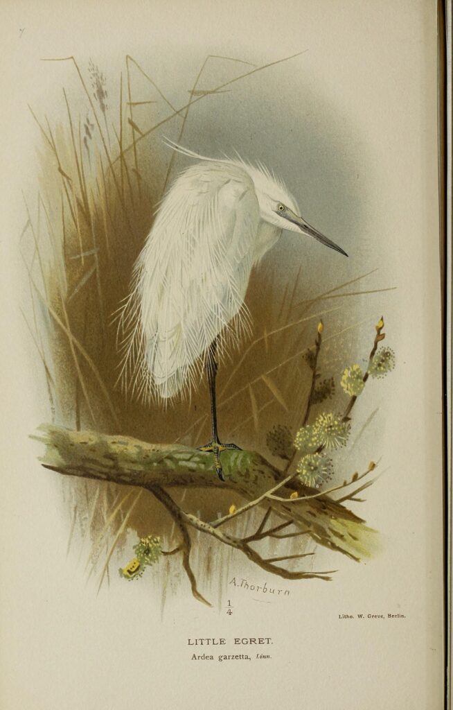 Little Egret from Coloured figures of the birds of the British Islands 1885-1897