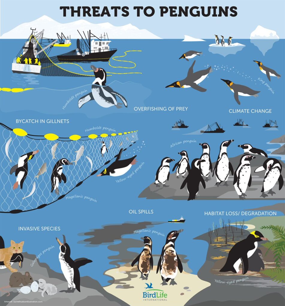 Threats to penguins infographic