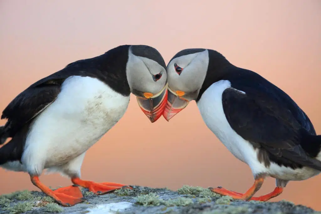 Puffin, Seabird, Atlantic, Atlantic Ocean