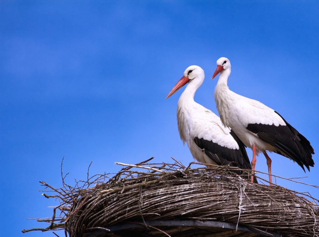 white storks nesting, nest, chick, migration