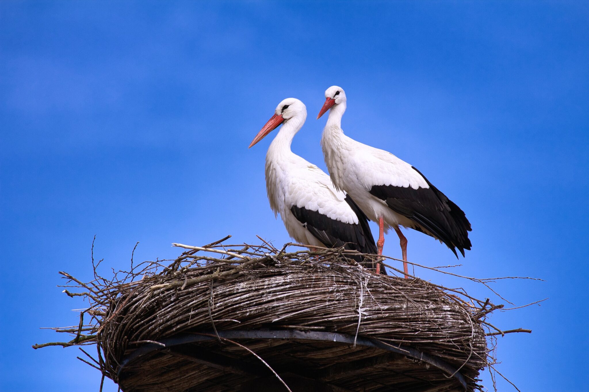 white storks nesting, nest, chick, migration