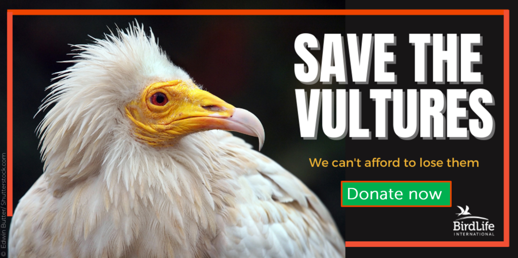 The surprising value and sorry fate of Zimbabwe's last vultures