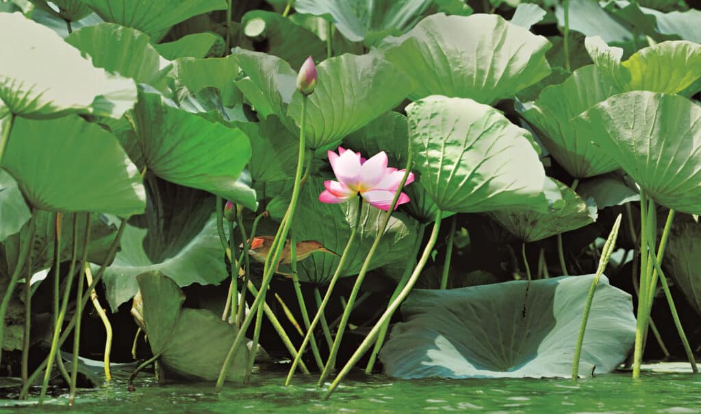In the season of lotus flowers - BirdLife International