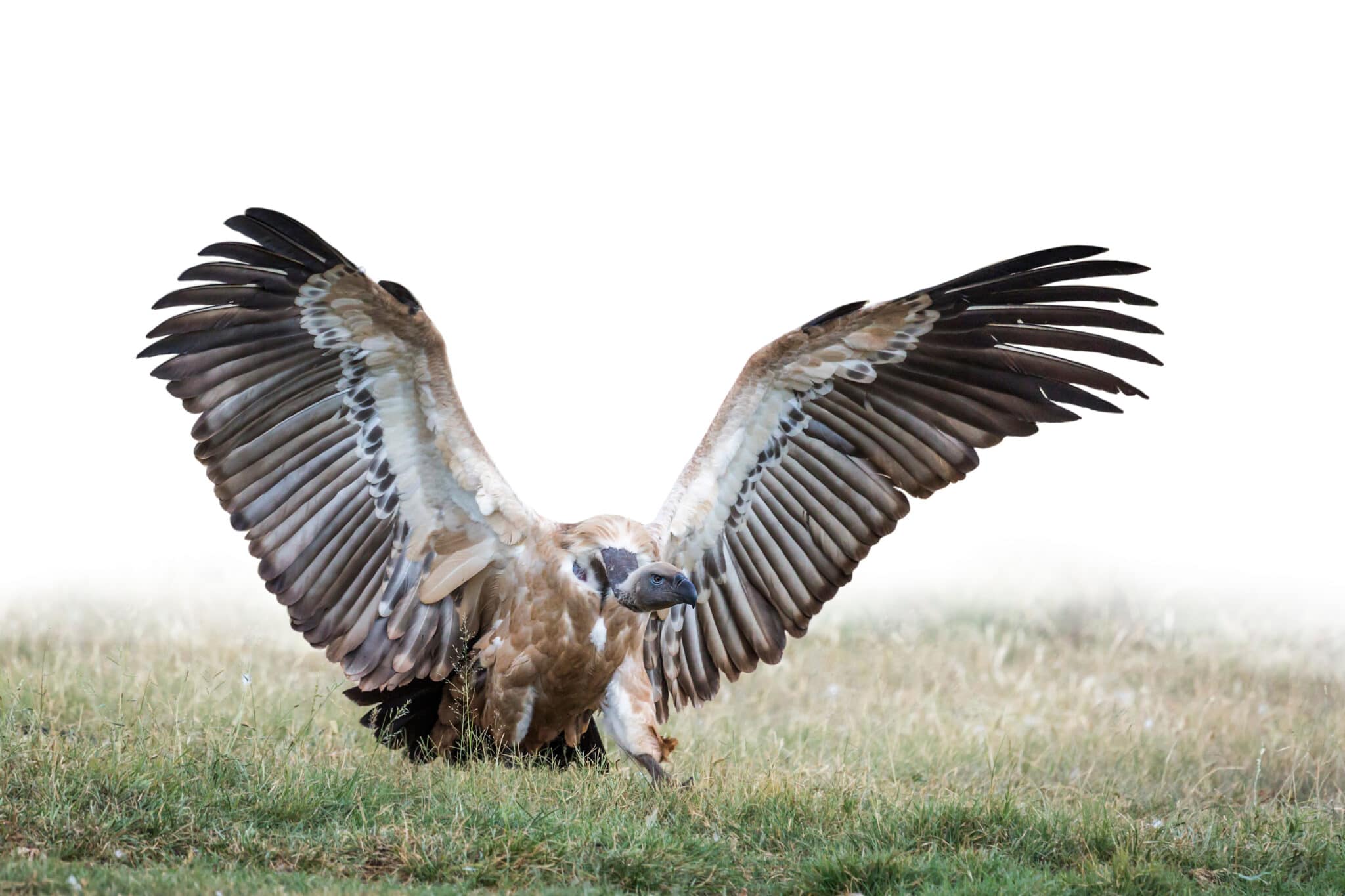 How Kenya is healing toxic relationship between vultures and people -  BirdLife International