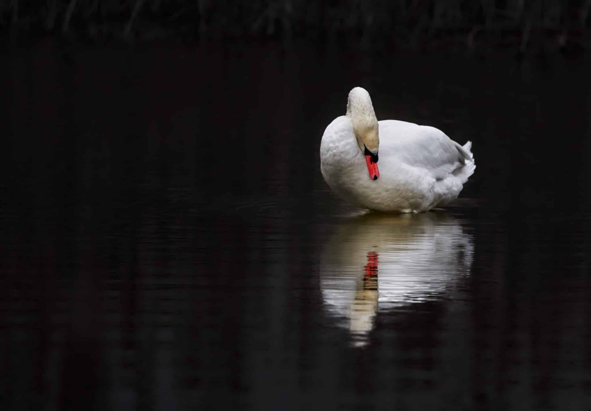 Image of a white mute swan, sitting on a lake looking down at its reflection