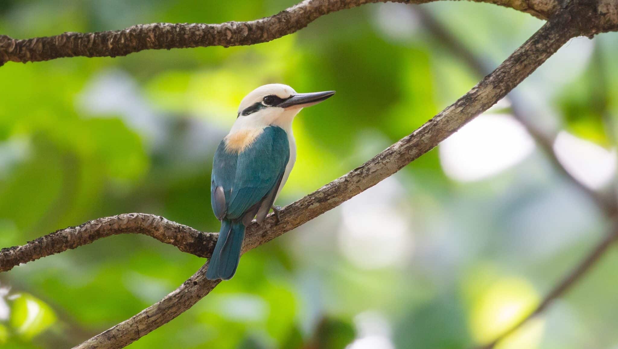 Mission critical: saving an endemic kingfisher on the brink