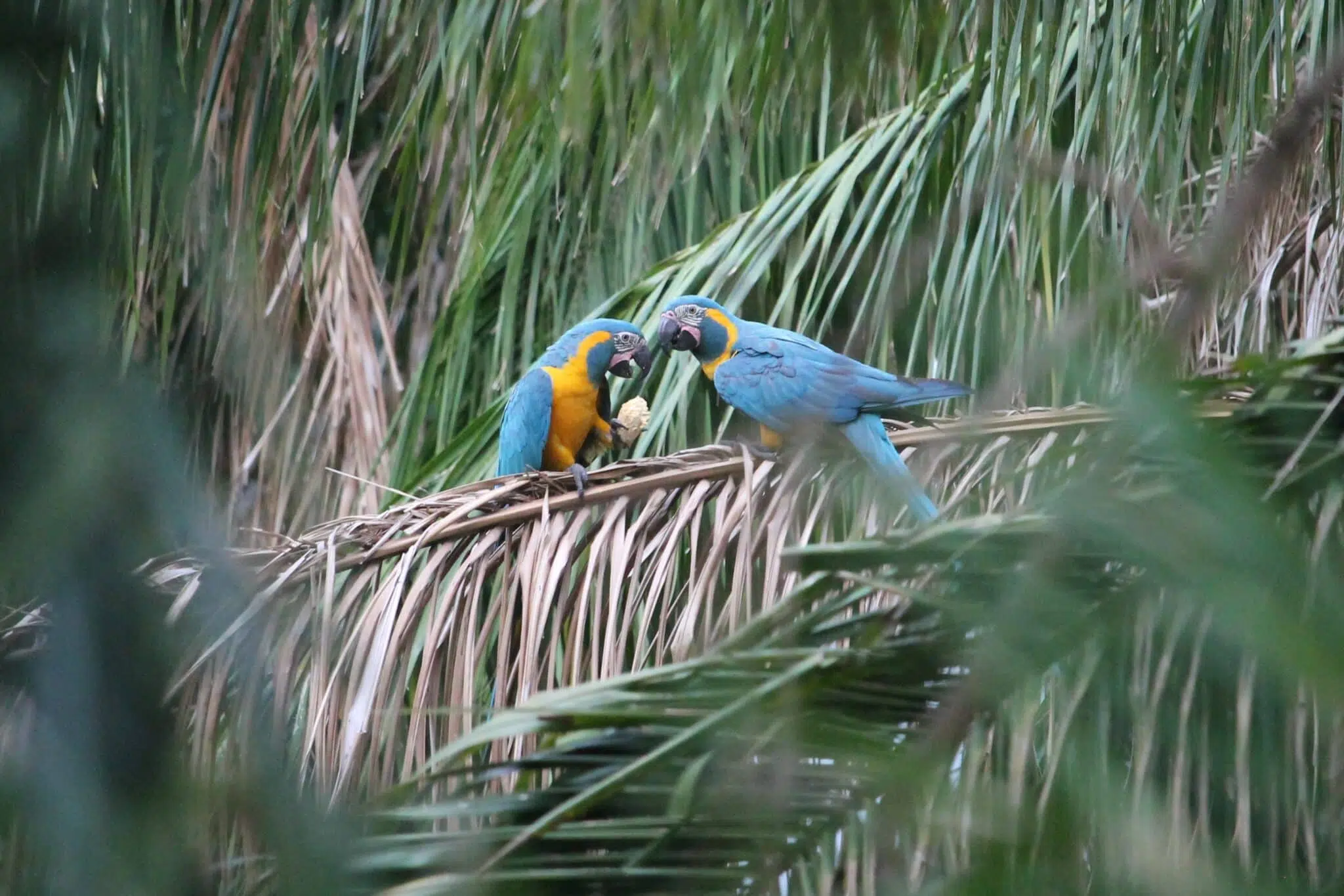 Success in the Savannah: Saving the Critically Endangered Blue-throated  Macaw - BirdLife International