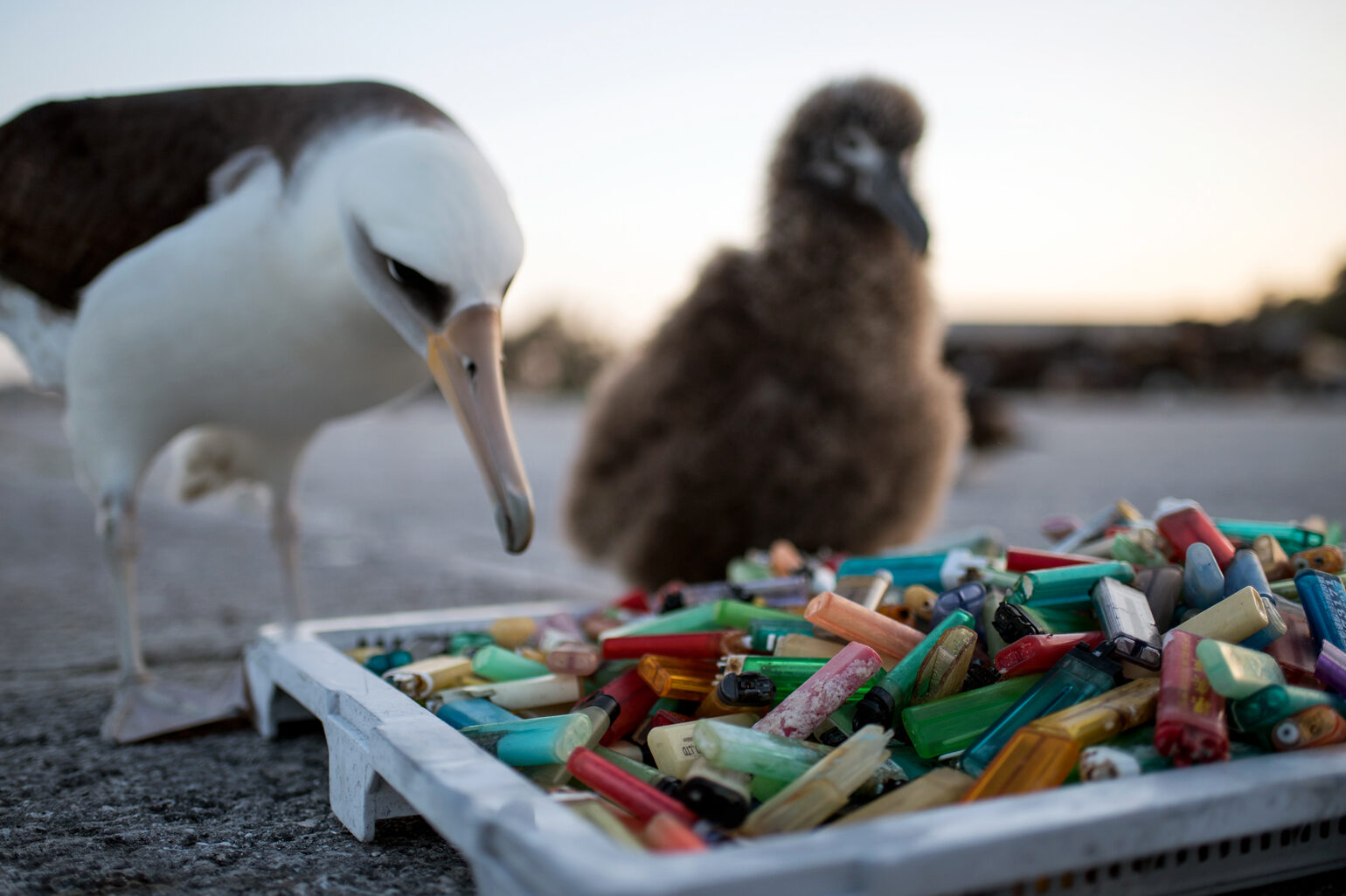 A laysan Albatross and its chick inspect a tray of plastic debris