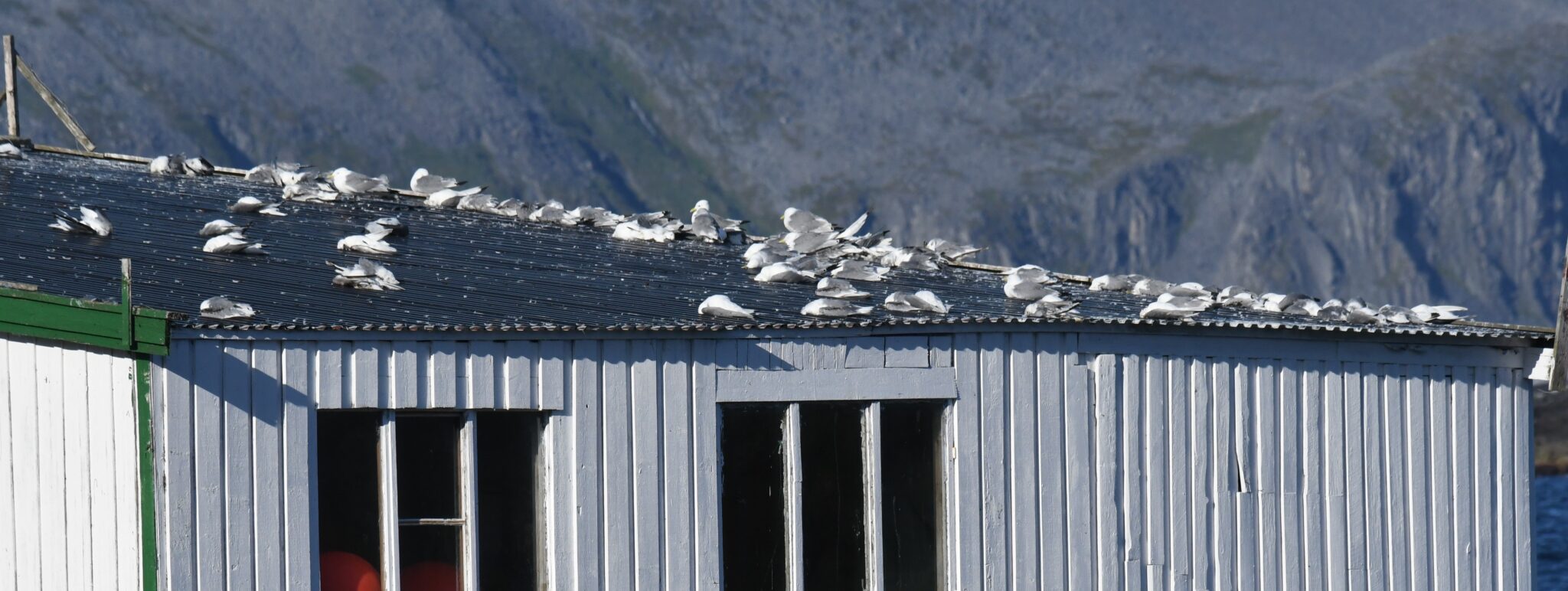 Norge mister sjøfuglene sine
