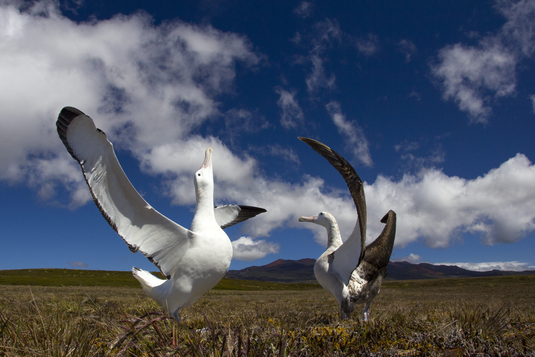 Wandering Albatross on Marion Island (C) Otto Whitehead