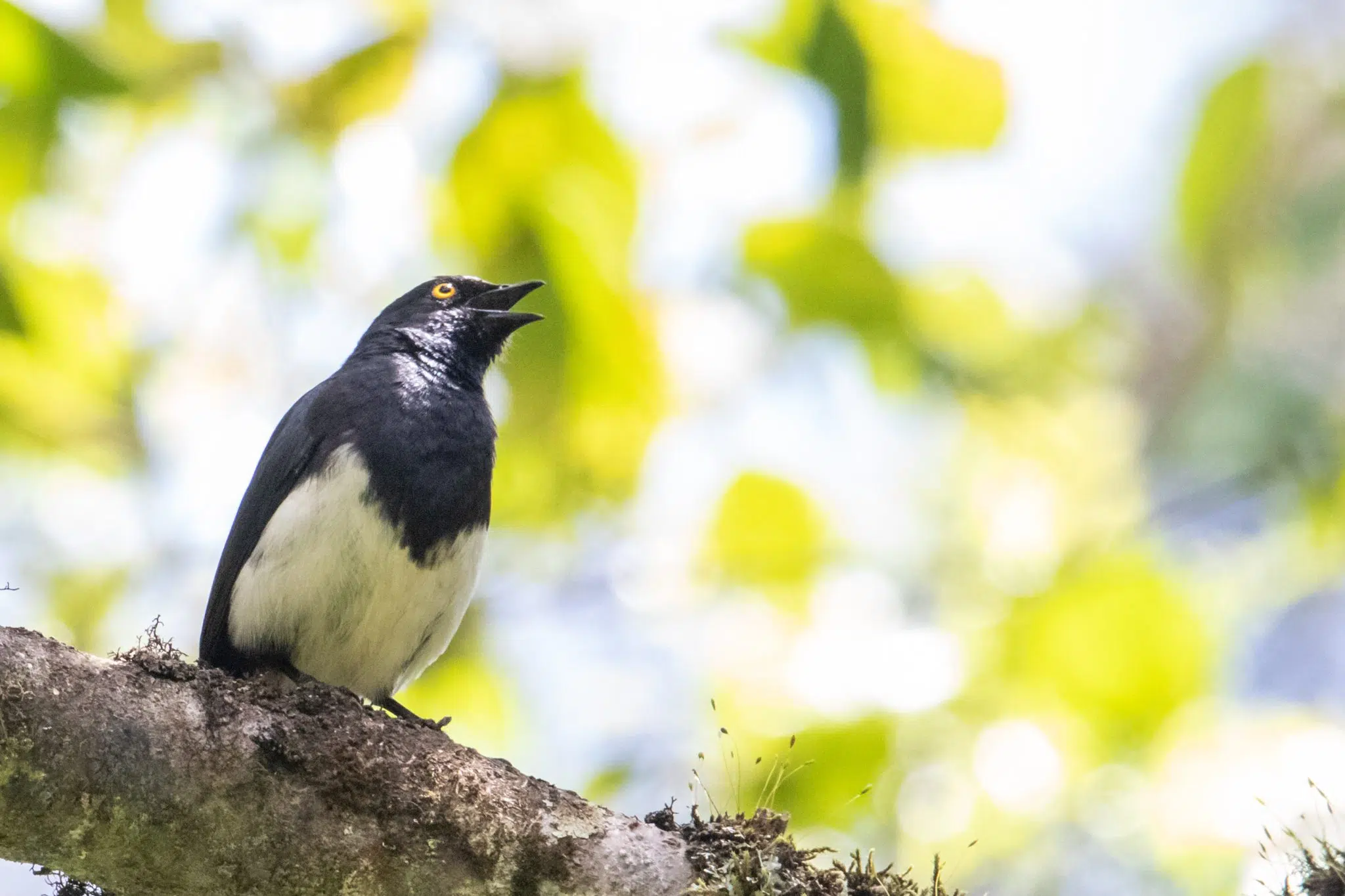 Conservation Efforts Proven Effective by Science – BirdLife International