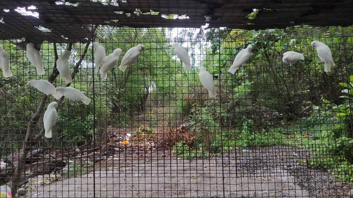 White Cockatoos in a cage