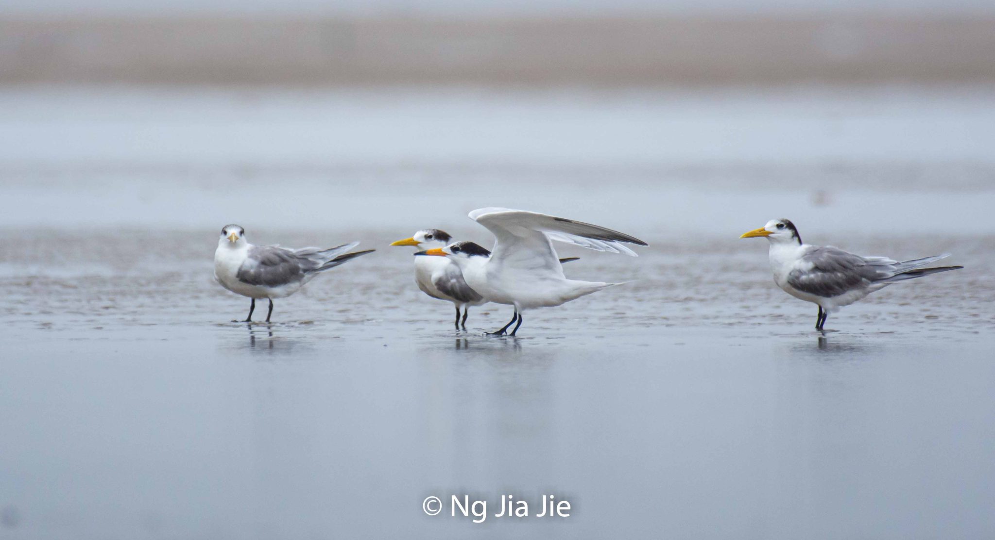 “Bird of Legend” reappears in Malaysia after more than a century