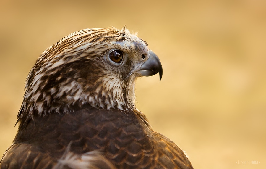 Saker Falcon (Falco cherrug) ©Irene Mei